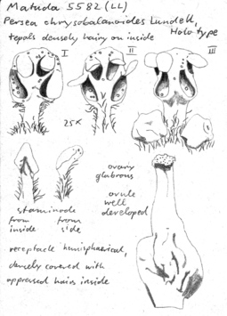 Vorschaubild Persea chrysobalanoides Lundell